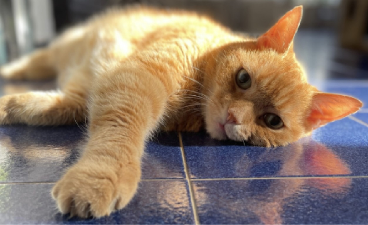 Roter Kater Rudi
